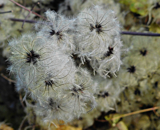 Winter blooms