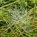 Web with Morning Dew!