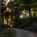Herbst im Wald