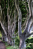 IMG 5286-001-Dark Hedges 10