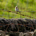 Fledgling Goldfinch