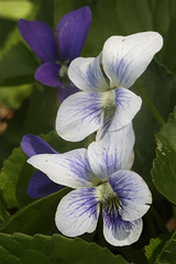 Marsh Violet