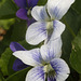 Marsh Violet