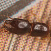 BeetlelarvaIMG 1121