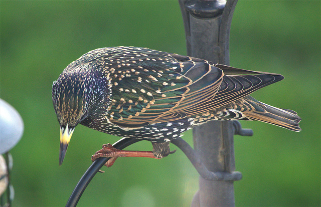 Starling