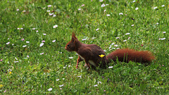 Rouquin en visite