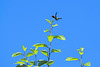 Hummingbird at treetop