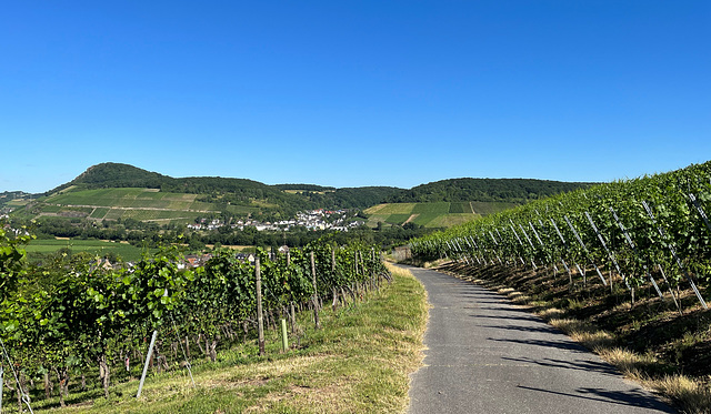 In den Ehlinger Weinbergen