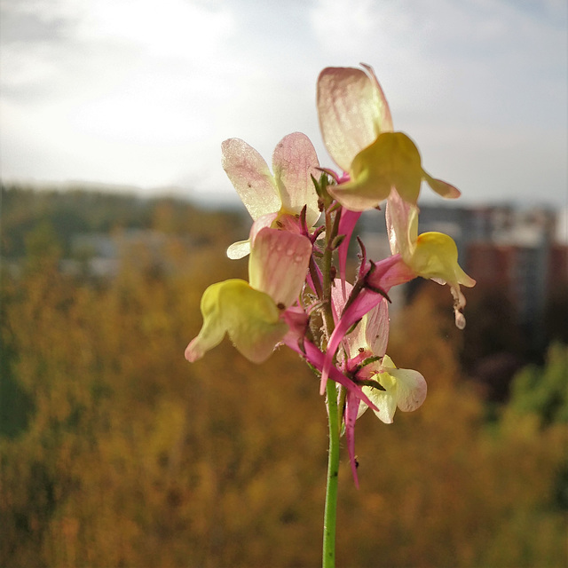 Balkon-Wildwuchs