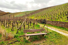 Eine Bank in den Weinbergen