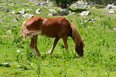 Bulgaria, Pirin Mountains, Horse in the Pasture