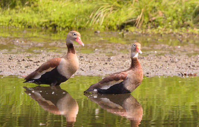 EF7A6353 Whistling Ducks