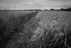 Ricefield