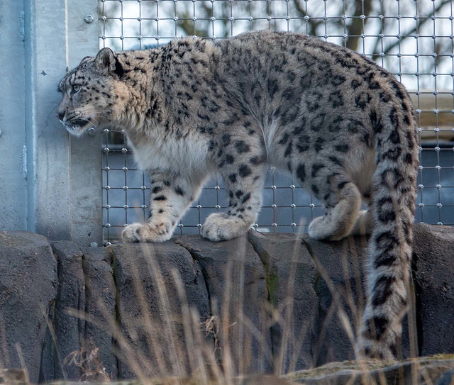 Snow leopard