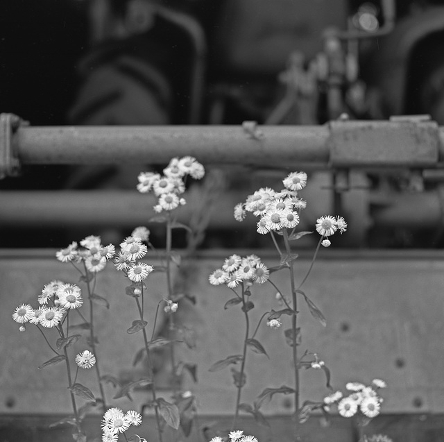 Philadelphia fleabane