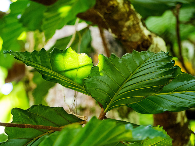 Royal Botanic Gardens of Peradeniya, Kandy