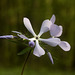 Wild Blue Phlox