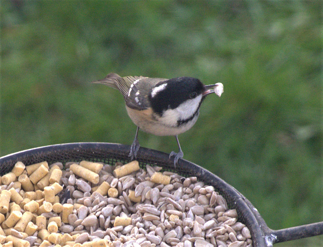 Coal Tit