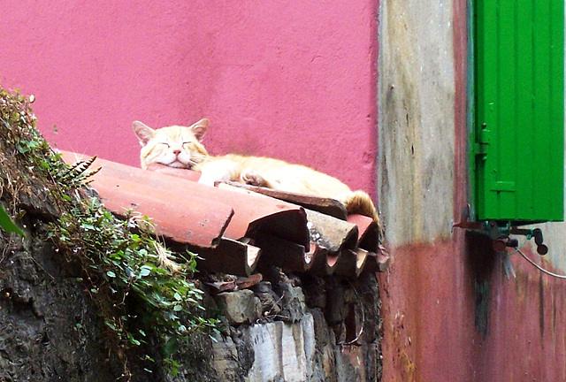 SI - Piran - Siesta auf Katzenart