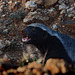 Namibia, Honey Badger is the Most Ferocious Predator
