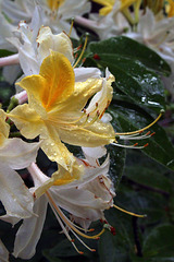 Rhododendron Park Wiefelstede