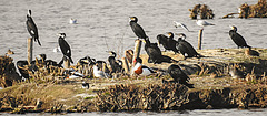 20210225 0017CPw [D~MS] Lachmöwe, Kormoran, Kiebitz, Brandgans, Münster