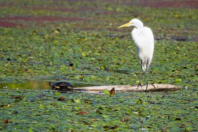 Turtle and egret share a log