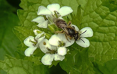 20240504 0075CPw [D~LIP] Knoblauchsrauke (Alliaria petiolata),Furchenbiene (Lasioglossum calceatum), BS