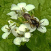 20240504 0075CPw [D~LIP] Knoblauchsrauke (Alliaria petiolata),Furchenbiene (Lasioglossum calceatum), BS