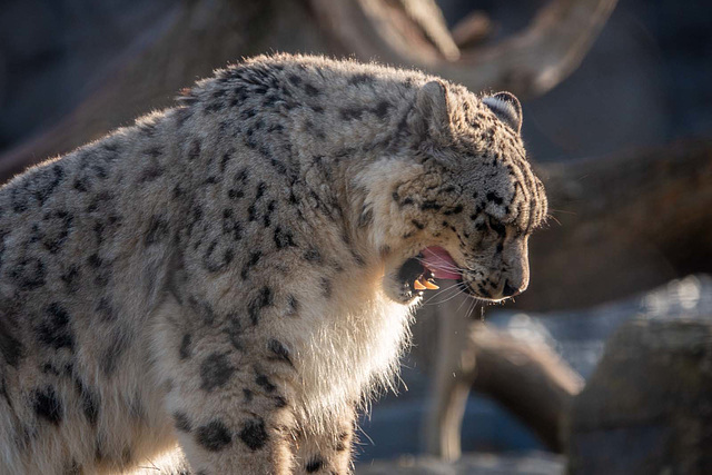 Snow leopard