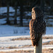 Great Gray Owl in early morning light