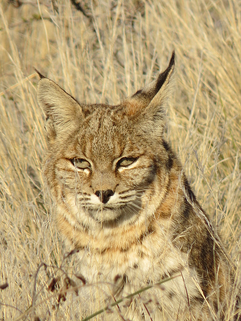 Bobcat