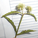 DSCN7121 - Borreria capitata, Rubiaceae