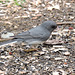 Dark-eyed Junco