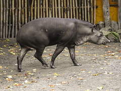 20170928 3121CPw [D~OS] Flachlandtapir (Tapirus terrestris), Zoo Osnabrück