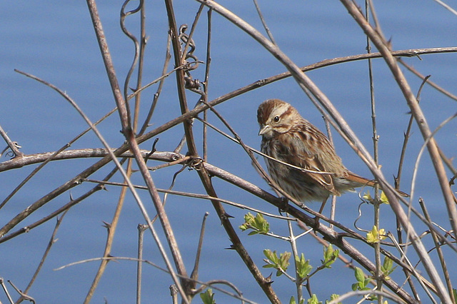 Song Sparrow