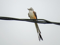 Day 6, Scissor-tailed Flycatcher, Hawk Alley, South Texas
