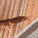 BeetlelarvaIMG 1115