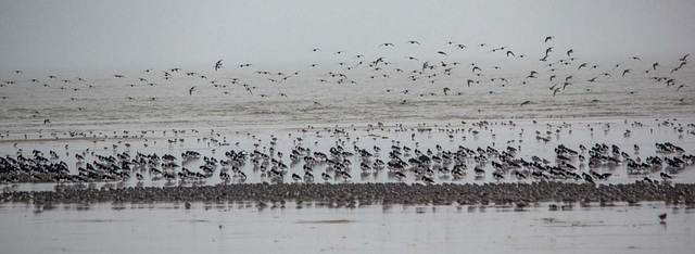 Wading birds at Hoylake