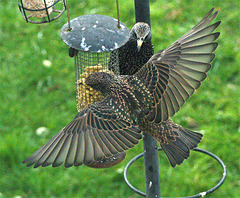 Starlings