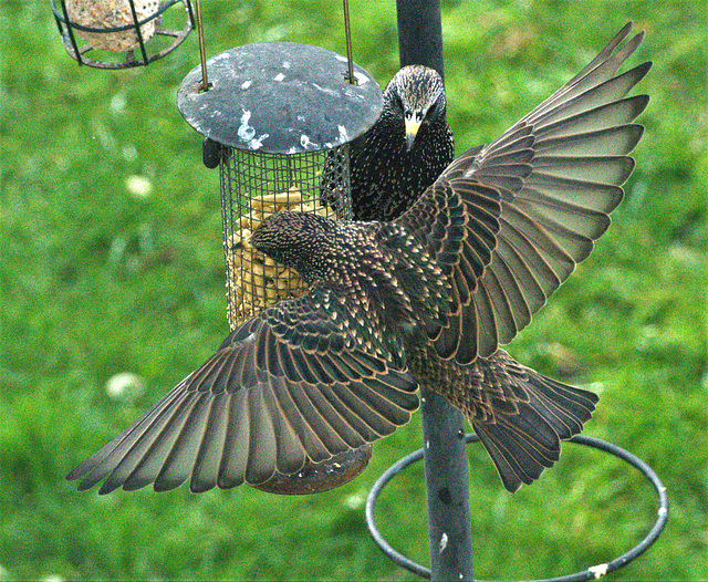 Starlings Starlings
