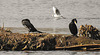 20210225 0018CPw [D~MS] Lachmöwe, Kormoran, Münster