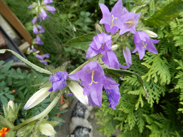 Campanula