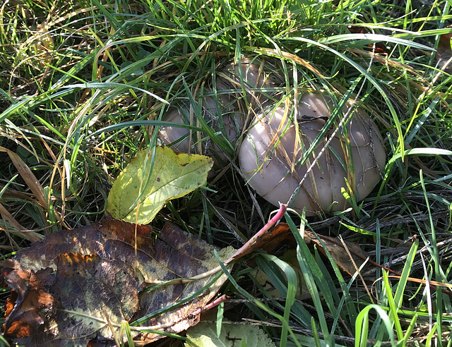 unbekannter Pilz (Knolli ?)