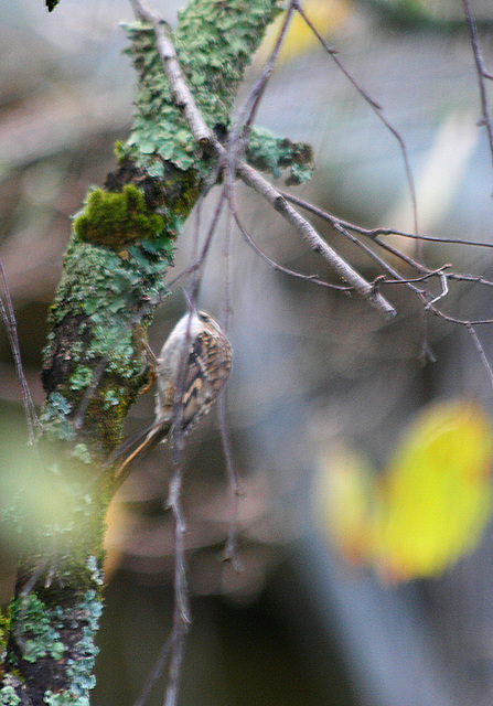 Grimpereau des arbres