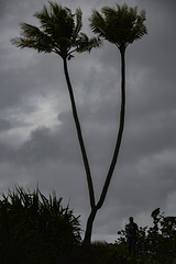 Split palm tree, Baracoa