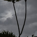 Split palm tree, Baracoa