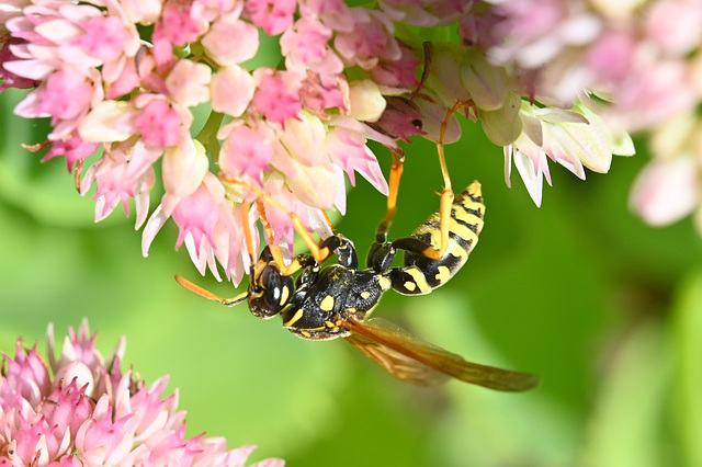 Wasp and flowers DSC 8385