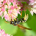 Wasp and flowers DSC 8385