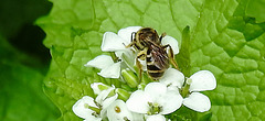 20240504 0076CPw [D~LIP] Knoblauchsrauke (Alliaria petiolata),Furchenbiene (Lasioglossum calceatum), BS